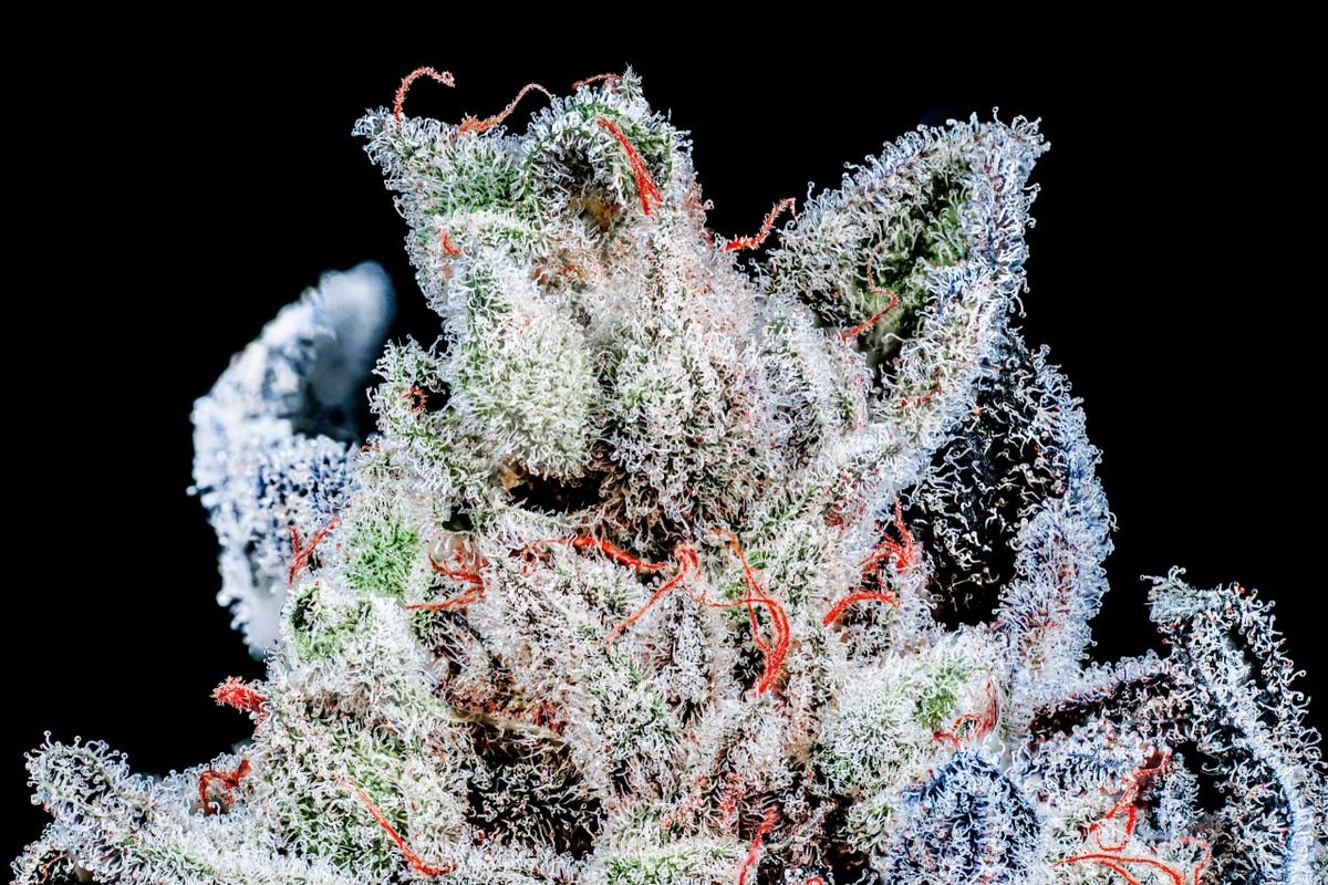 Blueberry Pancakes S1 (pancakes x blueberry sorbet) 10+ feminized seeds - Gas Station