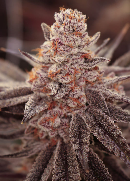 Boardwalk Bubba (Grape Amethyst x Bubba Rose) 5-Pack
