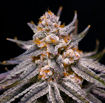 Boardwalk Bubba (Grape Amethyst x Bubba Rose) 5-Pack