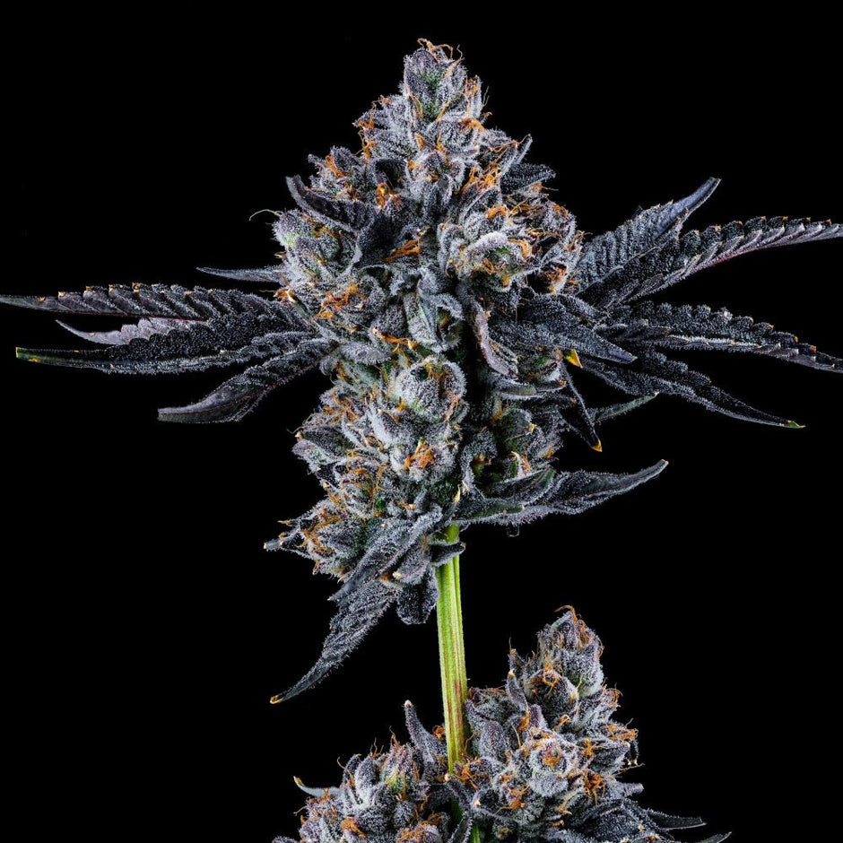 Wizard Trees | Gas-Station.lu – Gas Station