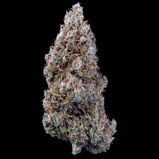 Bubbasquanch Auto (Samsquanch OG x Hubbabubbasmelloscope) 3-Pack