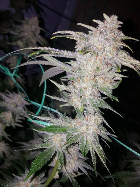 Buddha Tahoe OG (Louis XIII x SFV OG IBL) Fem 6-Pack