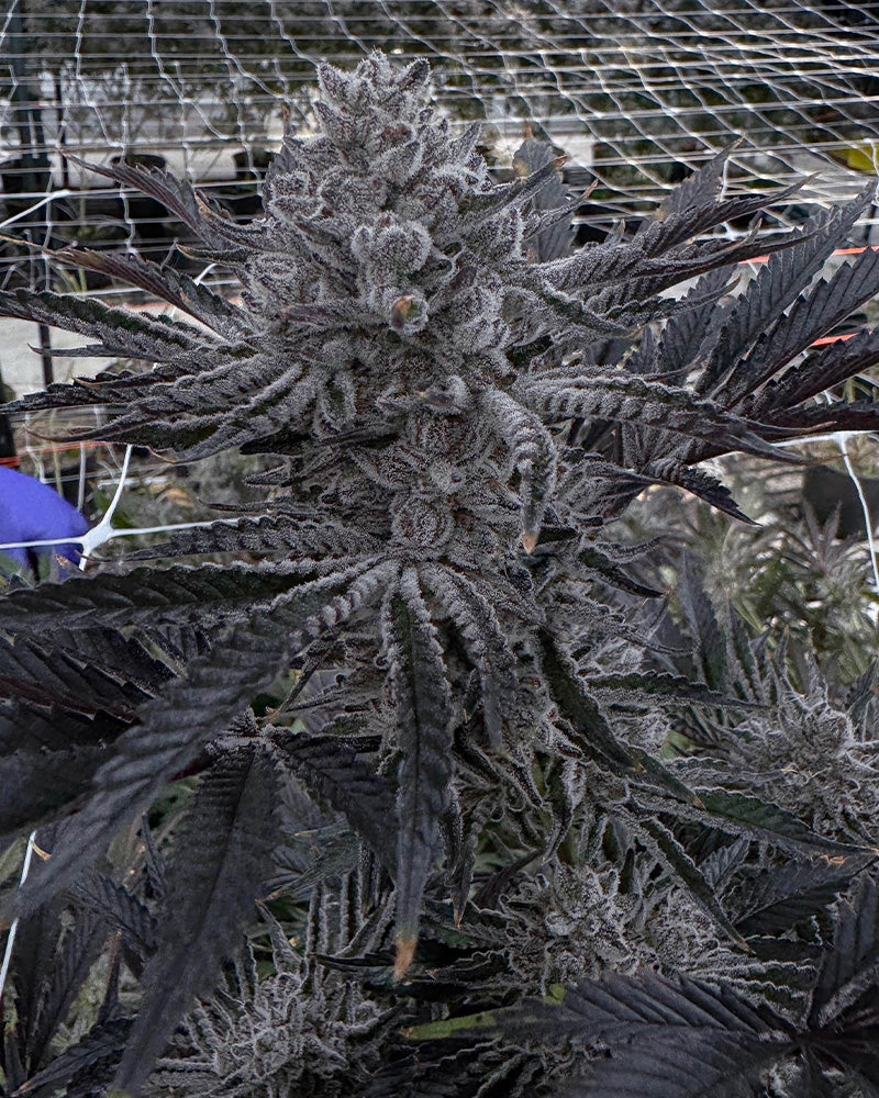 Butter Balm (Trap Trufflez X Udder Madness) 3 seeds