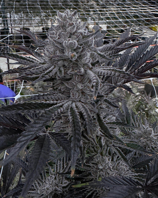 Butter Balm (Trap Trufflez X Udder Madness) 3 seeds