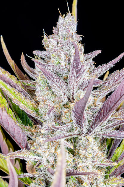 Wedding Glue Auto 5-Pack + 1 Gorilla Zkittlez Auto