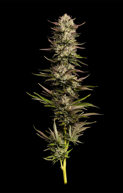 California Octane Triploid 3 seeds