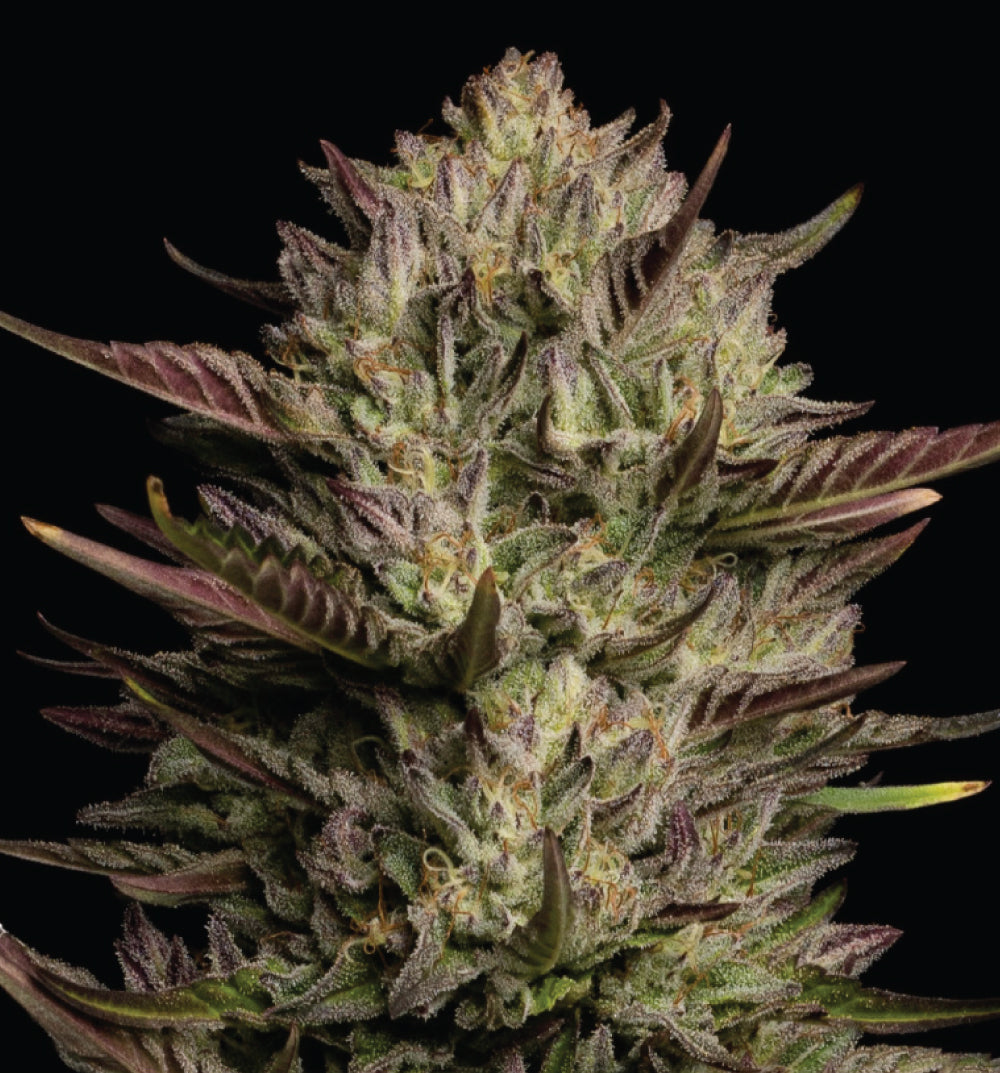 California Octane Triploid 3 seeds