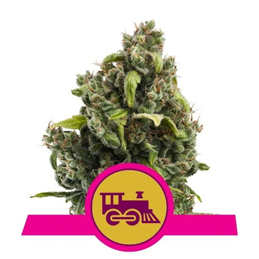 Candy Kush Express (Fast Flowering) - Gas Station