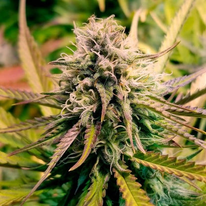 Candy Kush Express (Fast Flowering) - Gas Station