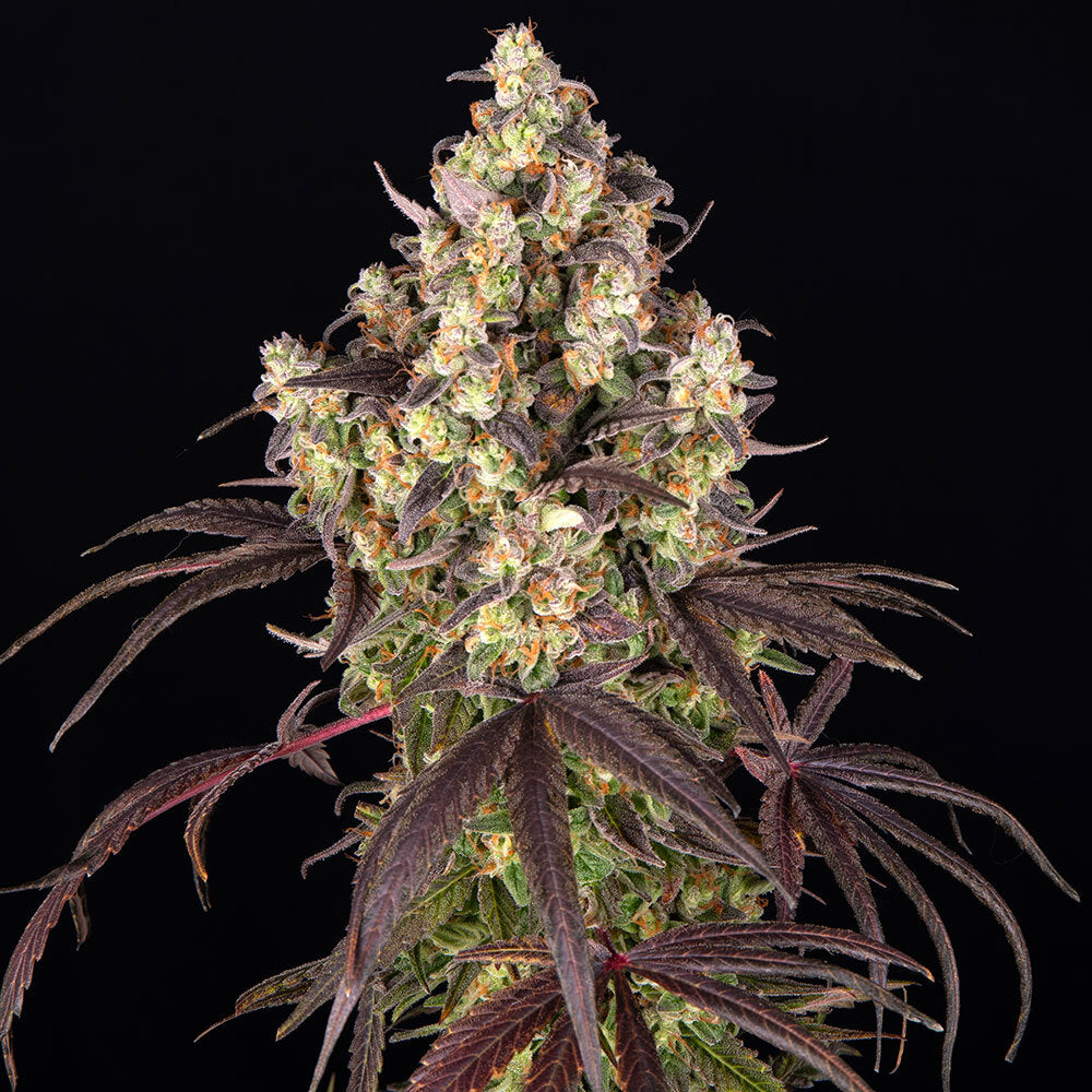 Candy Pack 5x 1 seed