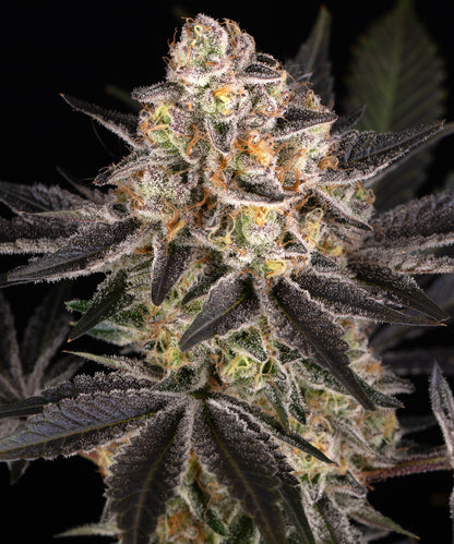 Candy Pack 5x 1 seed