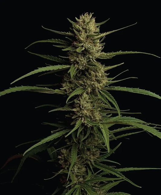 Caribbean Queen “Pure Sativa” (Stoopid Fruits x Humboldt Dream) 5 seeds