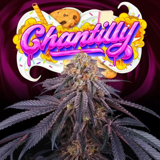 Chantilly (L.A Kush Cake x Jet A) 6 - Pack + 3 LH2P Freebies - Gas Station