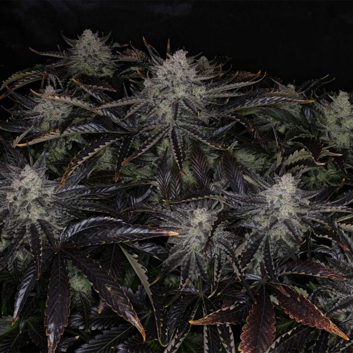 Chemmy Powers Auto 3 seeds