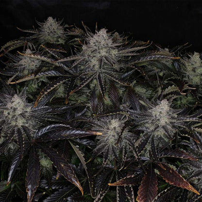 Chemmy Powers Auto 3 seeds