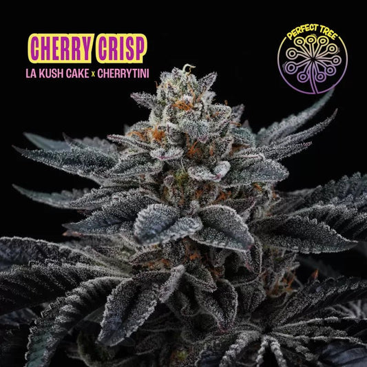 CHERRY CRISP (La Kush Cake x Cherrytini) 6 - Pack + 3 Frozini Freebies - Gas Station