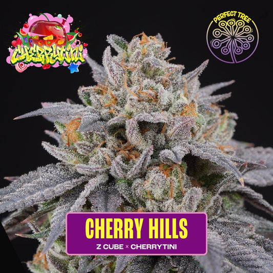 Cherry Hills (Z Cube x Cherrytini) 6 - Pack - Gas Station