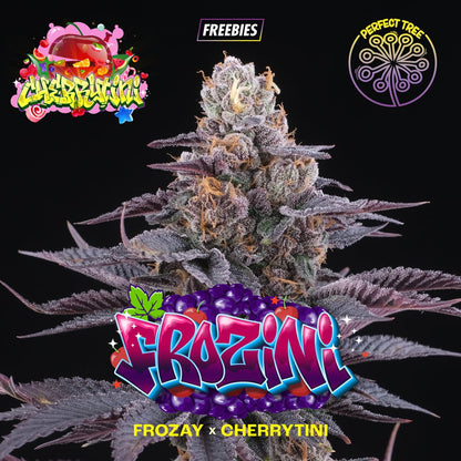 Cherry Hills (Z Cube x Cherrytini) 6 - Pack - Gas Station