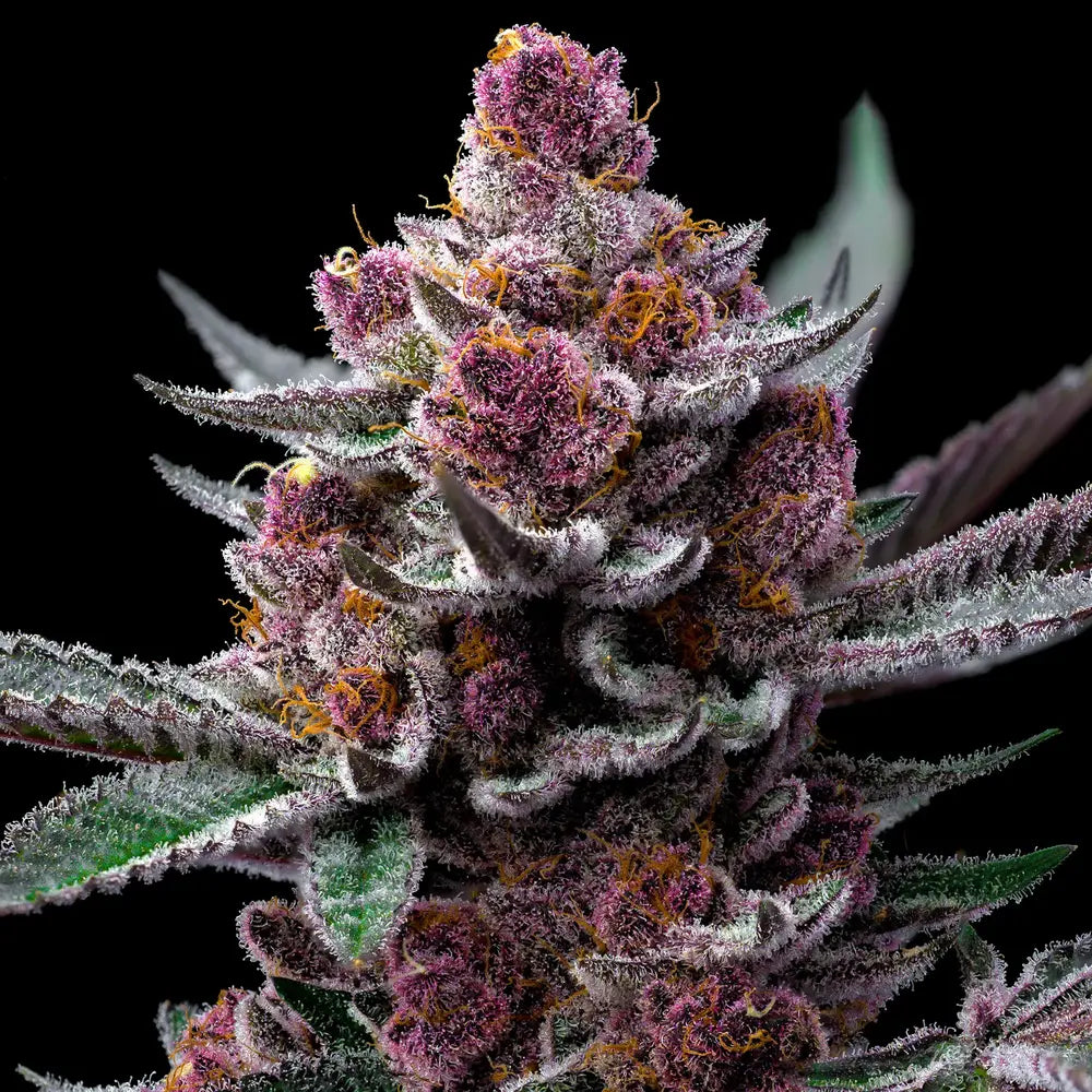 Cherry Poppers (Lemon Kush x Cherry Z) 5 seeds