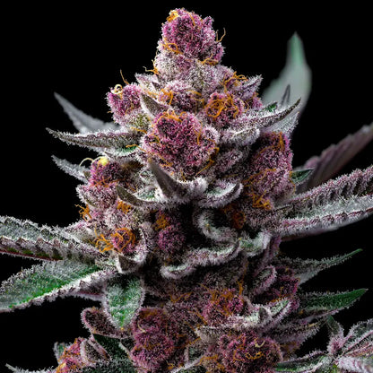 Cherry Poppers (Lemon Kush x Cherry Z) 5 seeds