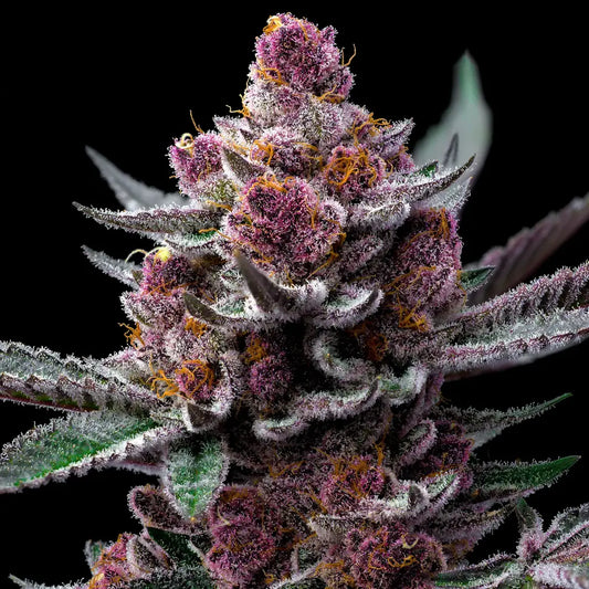 Cherry Poppers (Lemon Kush x Cherry Z) 5 seeds