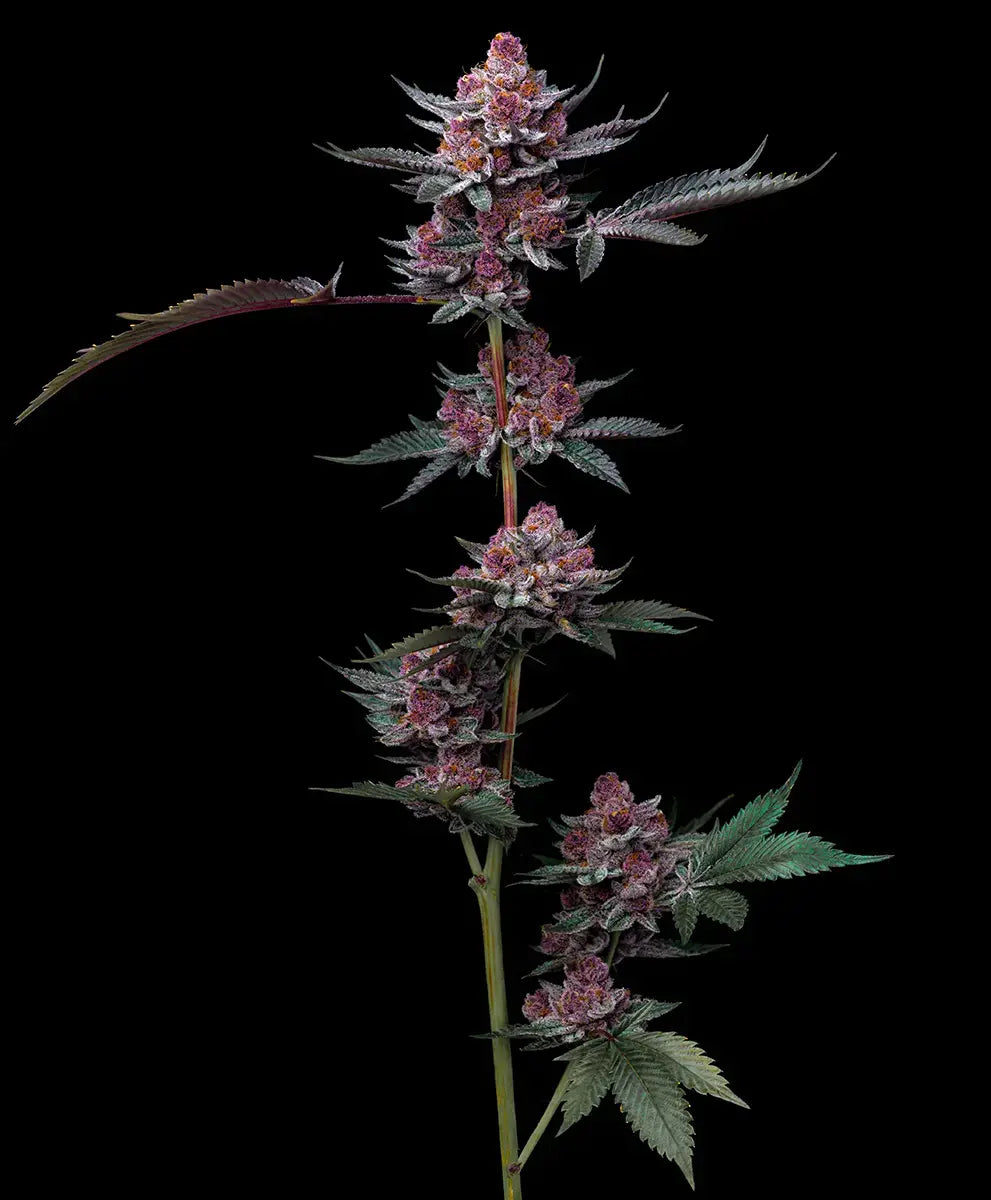 Cherry Poppers (Lemon Kush x Cherry Z) 5 seeds
