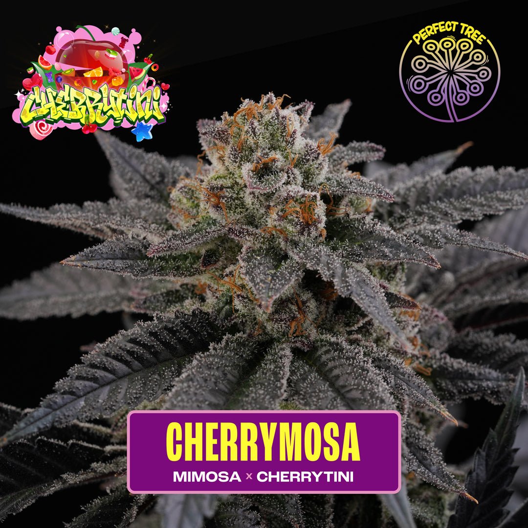 Cherrymosa (Mimosa x Cherrytini) 6 - Pack - Gas Station