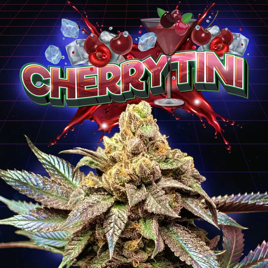 Cherrytini (Cherry Noir x Jet A) Regular 12-Pack