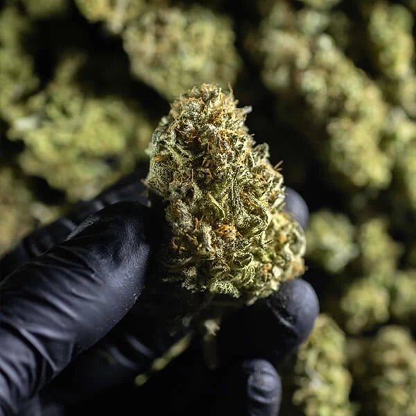 Chocolate Haze - Gas Station
