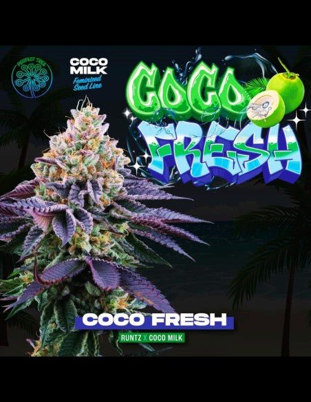 Coco Fresh (Runtz x Coco Milk) 6 - Pack + 3 Coco Milk S1 - Gas Station