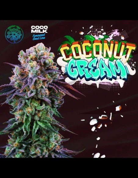 Coconut Cream (LA Kush Cake x Coco Milk) - Gas Station