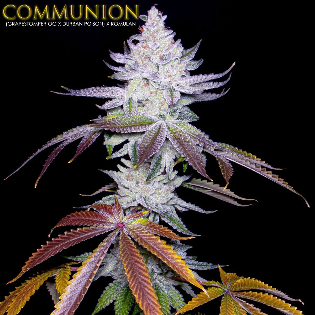 COMMUNION (S1) ((Grapestomper OG x Durban Poison) x Romulan) 6 - Pack - Gas Station