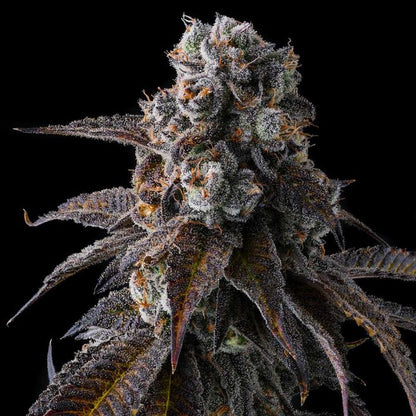 Dulce Dreams (Dulce De Fresa x Grape Gas) 7 seeds