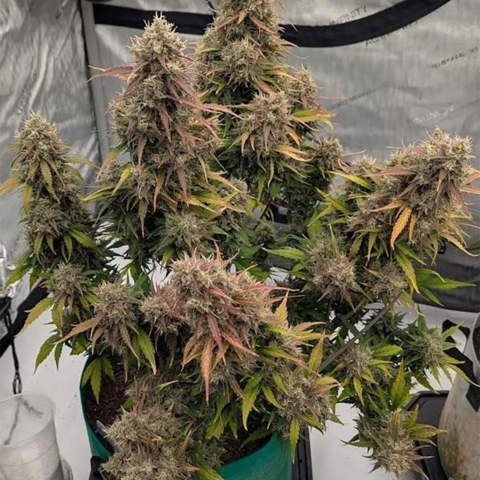 Compound V Auto 3 seeds