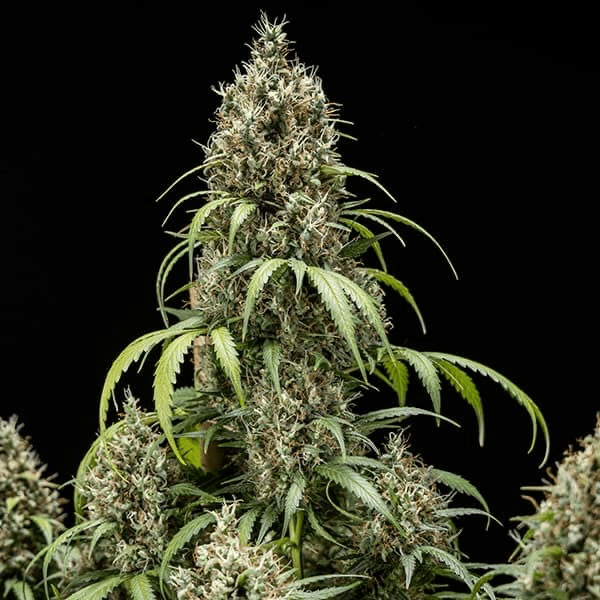 Cookies Gelato Auto - Gas Station