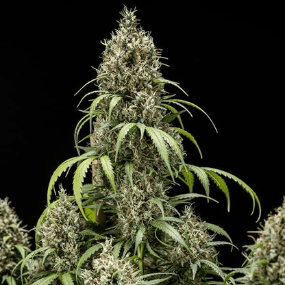 Cookies Gelato Auto - Gas Station