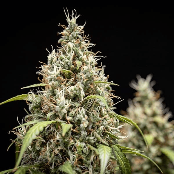 Cookies Gelato Auto - Gas Station
