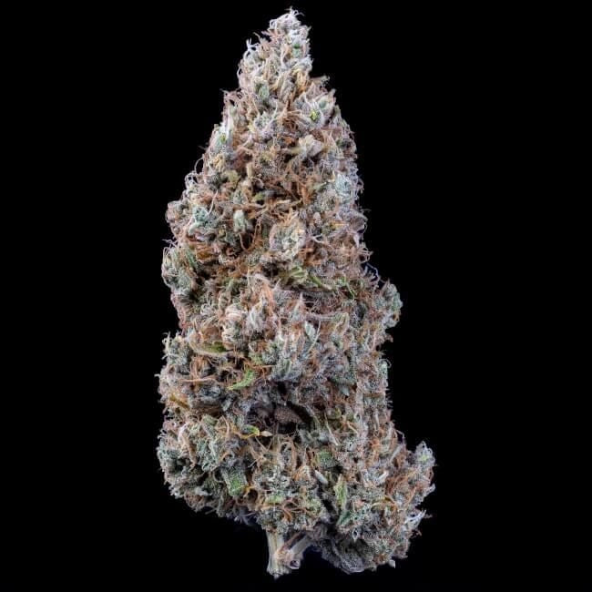Crème Bubbly ((CREME DE LA CHEM X HUBBABUBBASMELLOSCOPE)) 3-Pack