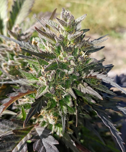 Crème Bubbly ((CREME DE LA CHEM X HUBBABUBBASMELLOSCOPE)) 3-Pack