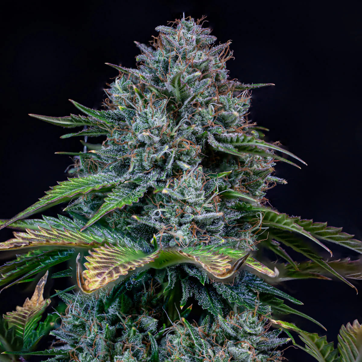 Creme de la Chem (Stardawg Illuminati Cut x Chemdoggin) 3-Pack