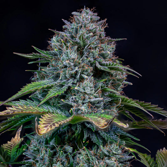 Creme de la Chem (Stardawg Illuminati Cut x Chemdoggin) 3-Pack