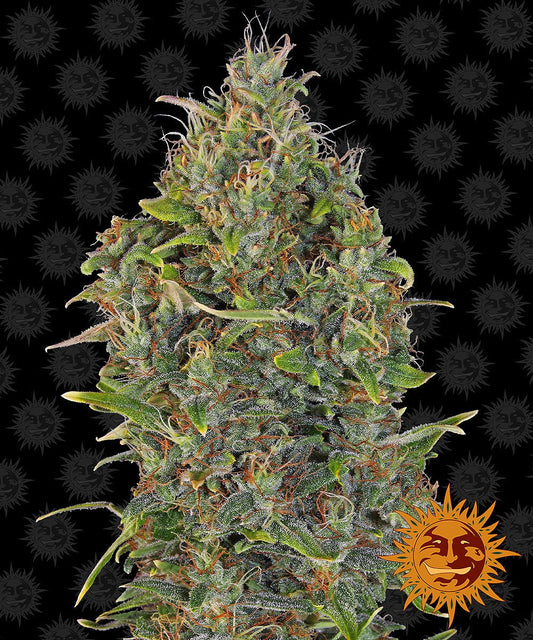 Critical Kush Auto - Gas Station