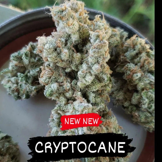 Cryptocane (Slurricane #7 x Crypteen) 6 - Pack - Gas Station