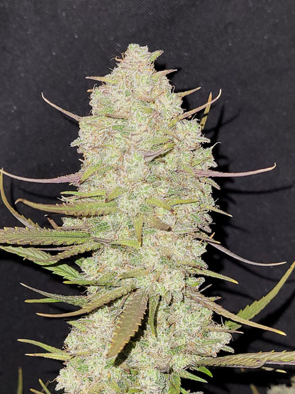 Tropicana Cookies Auto 5-Pack + 1 Gorilla Zkittlez Auto