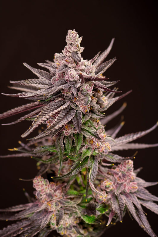 Depth Charge (Louisiana Leche x Pure Michigan) Fem 5-pack