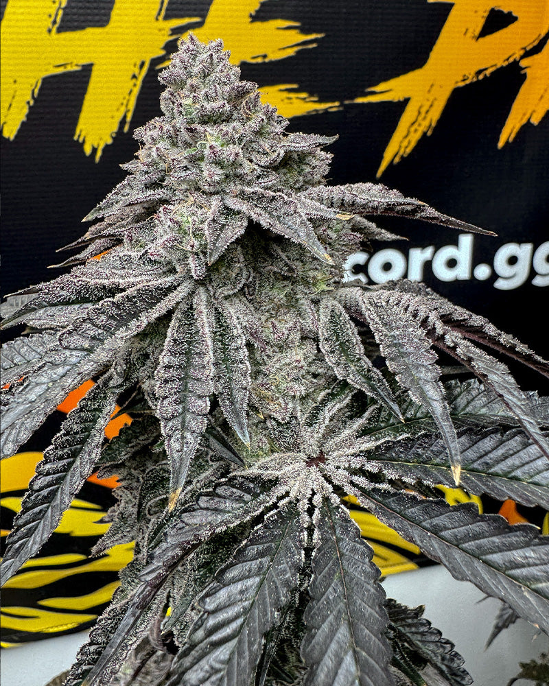 Dirty Water (Prism x Sin n' Juice) 3 seeds