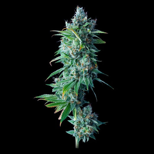 24K Gold (Kosher Kush x Tangie) Fem 5-Pack + 1 Do-Si-Dos x OG #18