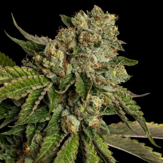 Kosher Kush 5-Pack + 1 (Do-Si-Dos x OG #18)