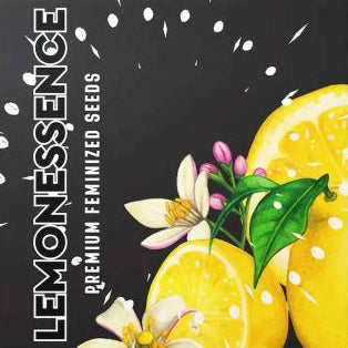 Lemonessence (White Taffi x Gelonade) 6 seeds