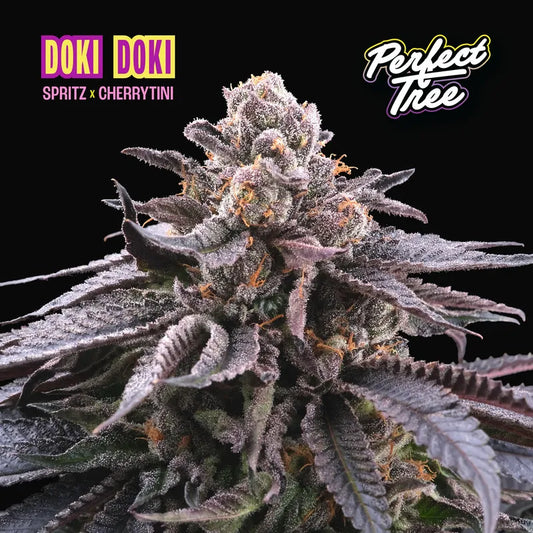 DOKI DOKI (Spritz x Cherrytini) x6 + 3 Frozini Freebie
